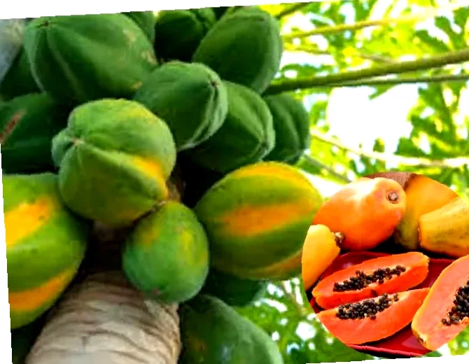 manfaat pepaya untuk pencernaan