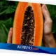 Rahasia Kulit Glowing Alami dengan Pepaya  Wajah Sehat & Cantik Seketika!