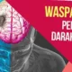 Obat Penyumbatan Pembuluh Darah Otak Ampuh!  Cara Cepat Pulih!