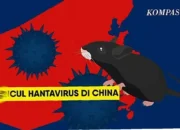 Virus Hanta,  Mengenal Bahaya & Cara Lindungi Diri Anda