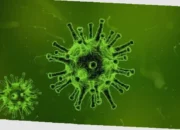 apakah hantavirus mematikan