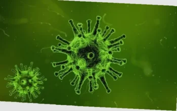 apakah hantavirus mematikan