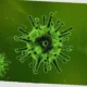 apakah hantavirus mematikan