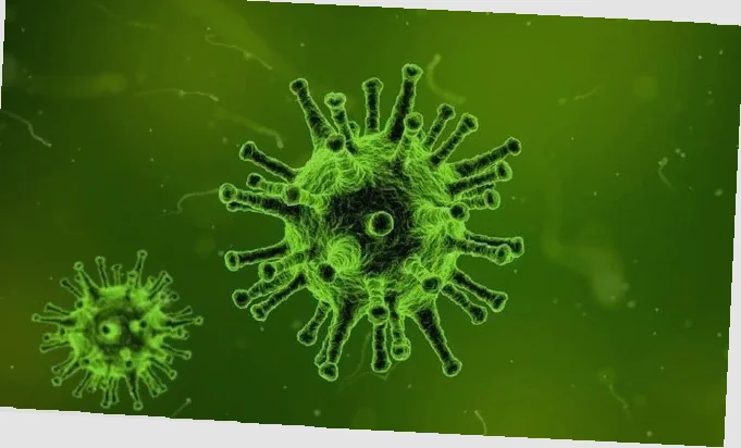 apakah hantavirus mematikan