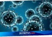 Waspadai Virus Hanta!  Gejala dan Bahaya yang Mematikan