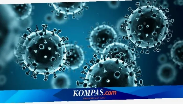 Waspadai Virus Hanta!  Gejala dan Bahaya yang Mematikan