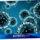 apakah virus hanta mematikan