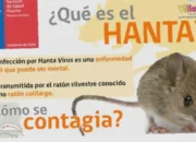 Mengenal Penyebaran Virus Hanta dengan Mudah dan Aman