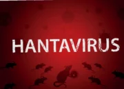 Waspadai! Cara Menular Hantavirus dari Tikus—Cegah Sekarang Juga