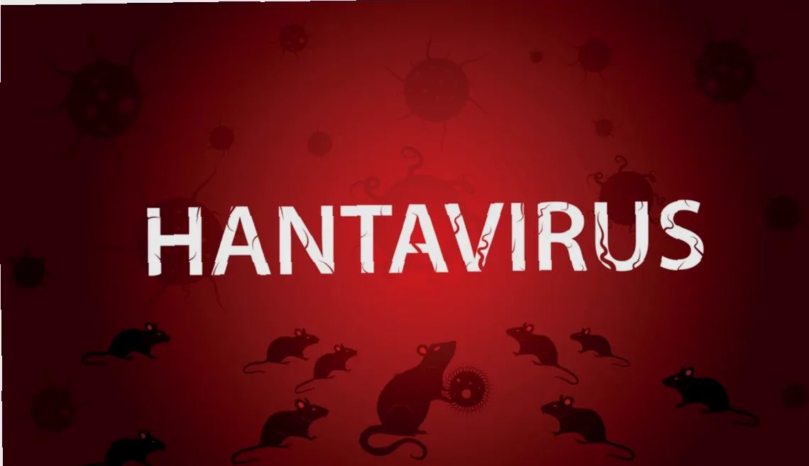 cara penularan hantavirus dari tikus