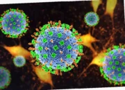 Waspadai Gejala Virus Hanta!  Kenali dan Cegah Sekarang