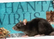 Cegah Hantavirus di Rumahmu, Rahasia Aman & Sehat Keluarga!