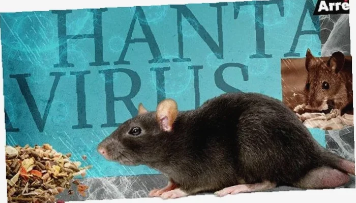 Cegah Hantavirus di Rumahmu, Rahasia Aman & Sehat Keluarga!