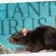 pencegahan hantavirus di rumah