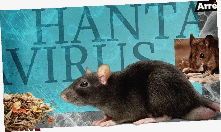 pencegahan hantavirus di rumah
