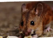 sumber hantavirus di Indonesia