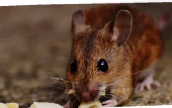 sumber hantavirus di Indonesia