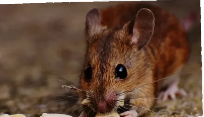 Wajib Tahu! Sumber Hantavirus di Indonesia,  Cegah Penularan Sekarang