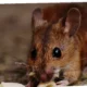 sumber hantavirus di Indonesia