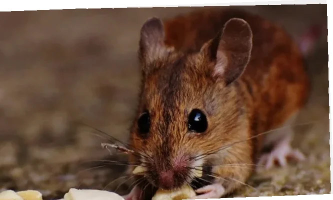 sumber hantavirus di Indonesia