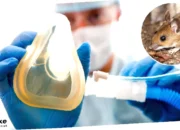 treatment hantavirus