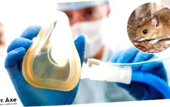 treatment hantavirus