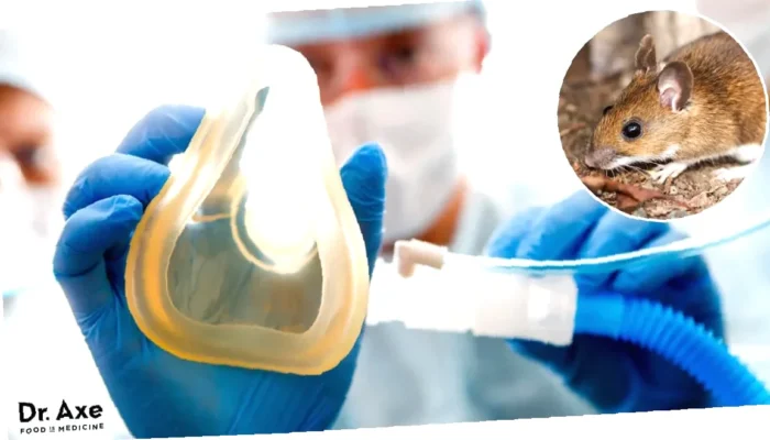Penanganan Hantavirus,  Cara Efektif & Aman untuk Pulih Cepat