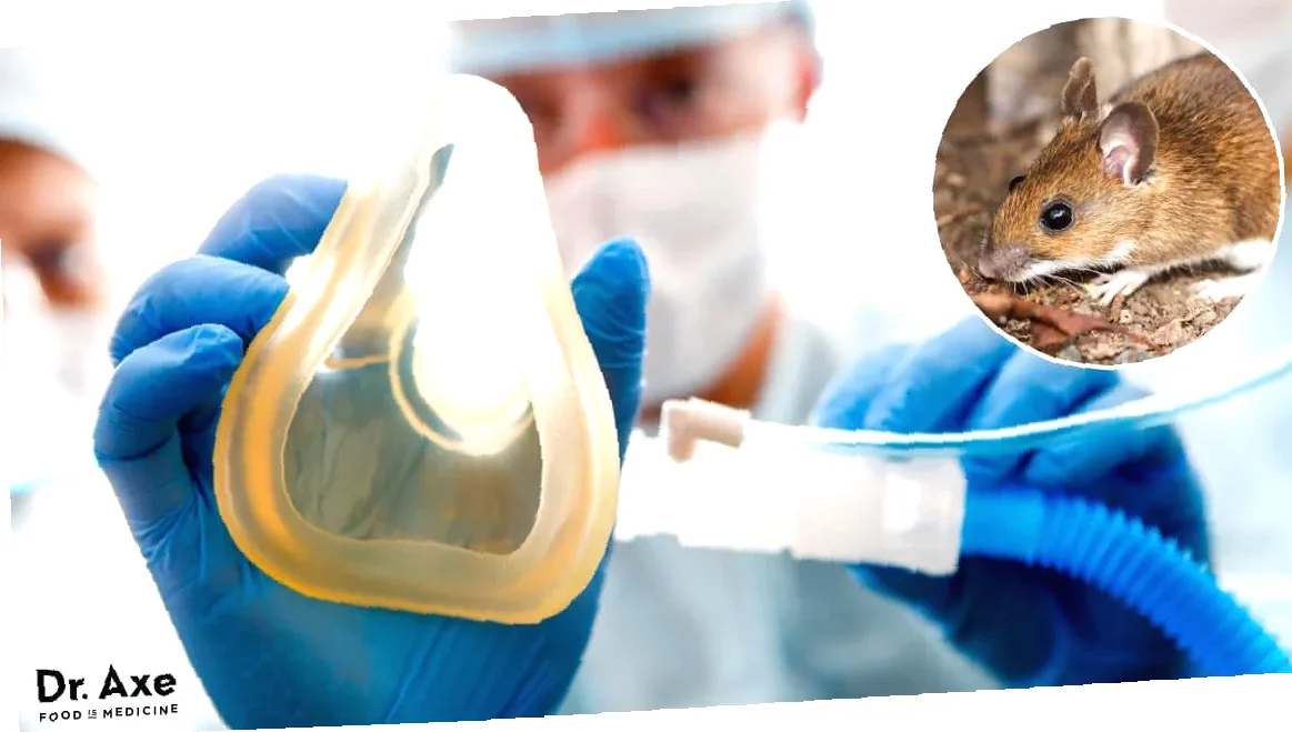 treatment hantavirus