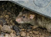 Waspadai Virus Hanta dari Tikus!  Cegah Sekarang Juga & Lindungi Keluarga