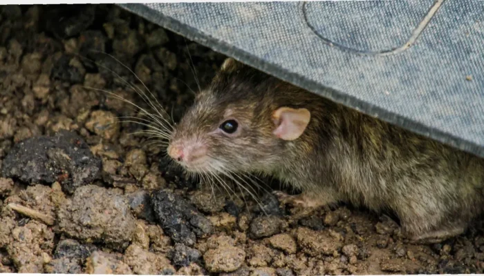 Waspadai Virus Hanta dari Tikus!  Cegah Sekarang Juga & Lindungi Keluarga