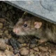 virus hanta dari tikus