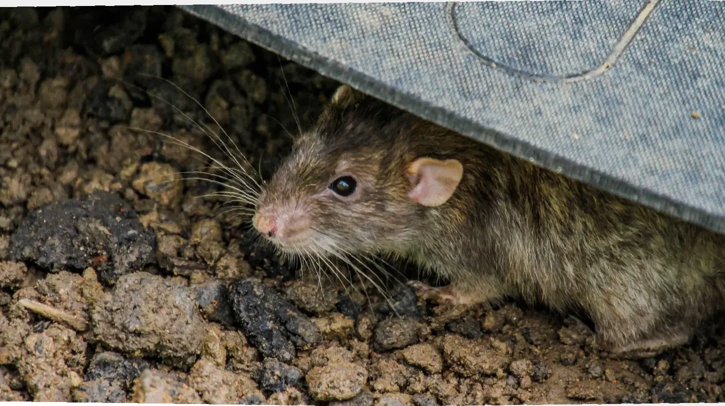 virus hanta dari tikus