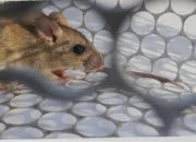 wabah hantavirus terbaru