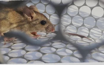 wabah hantavirus terbaru