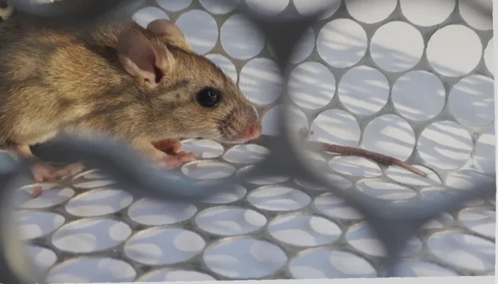Waspadai Wabah Hantavirus!  Cegah Sekarang,  Mencegah Lebih Baik
