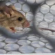 wabah hantavirus terbaru