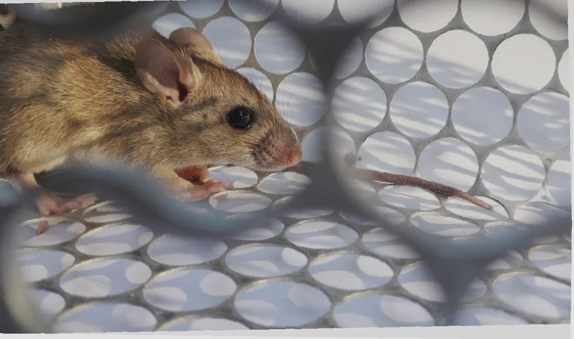 wabah hantavirus terbaru