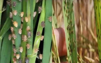 Puluhan Hektare Sawah di Ponorogo Diserang Wereng, Petani Terancam Gagal Panen