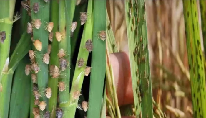 Puluhan Hektare Sawah di Ponorogo Diserang Wereng, Petani Terancam Gagal Panen