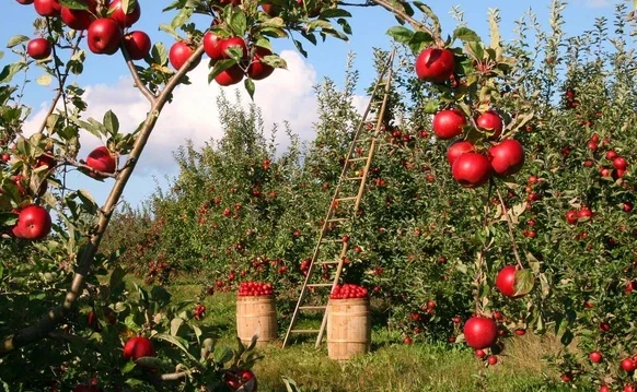wisata agrowisata dan kebun apel di Batu Malang
